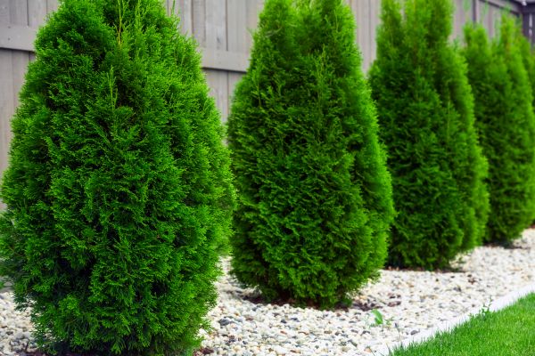 Arborvitae Planting in Dacula