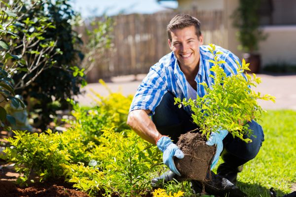 Bush Planting Service in Dacula