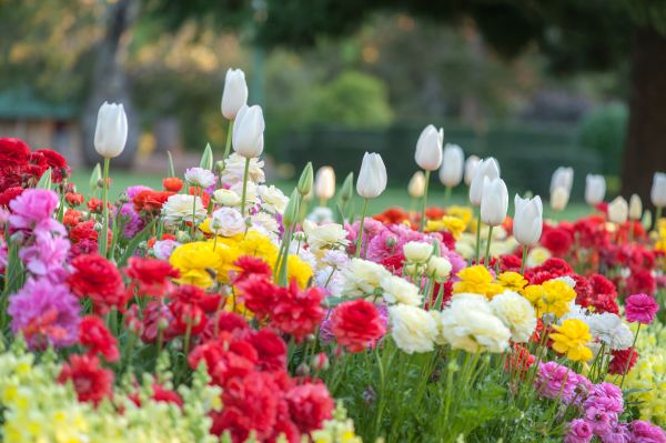 Gardening Service in Dacula