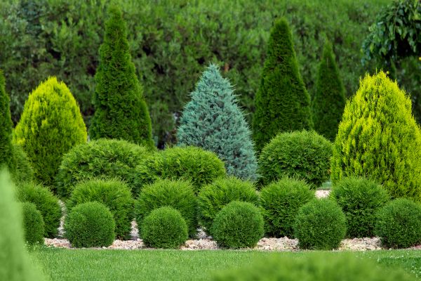 Shrub Replacement in Dacula