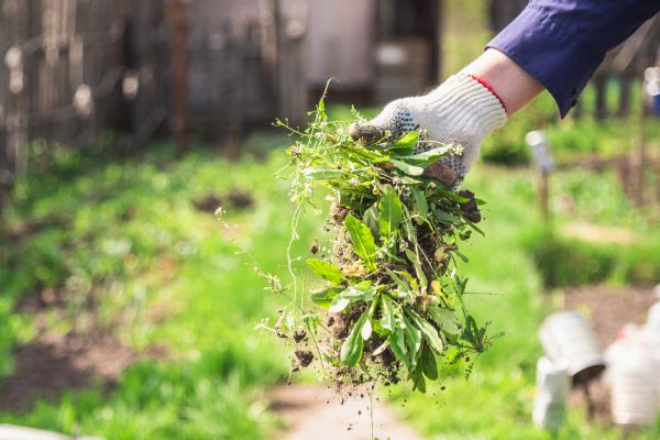 Flower Bed Weed Control