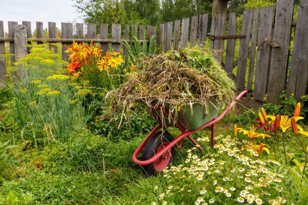 Garden Cleanup Service in Dacula