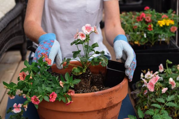 Plant Care Service in Dacula
