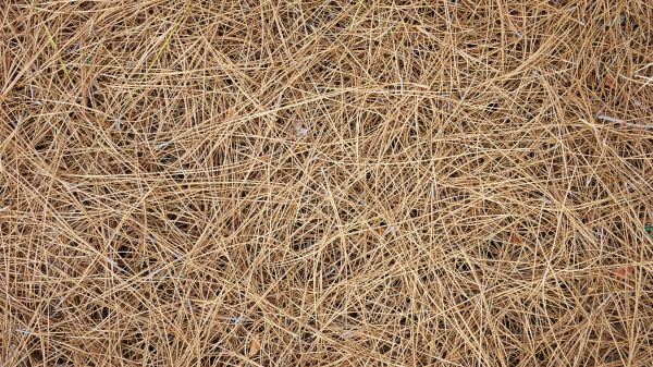 Pine Needle Delivery