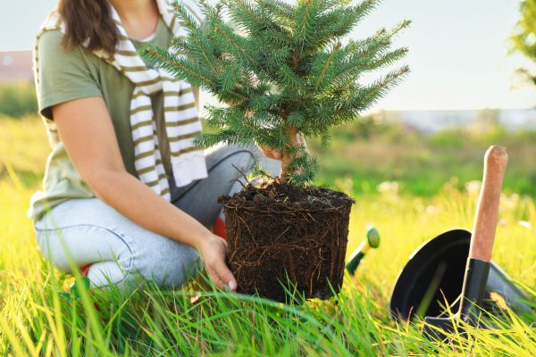 Spruce Tree Planting in Dacula