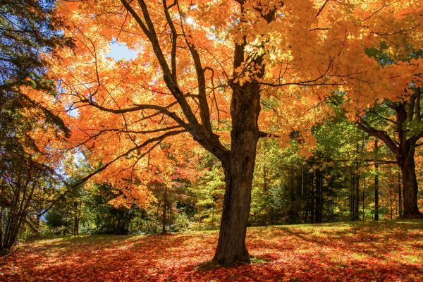 Maple Tree Planting in Dacula