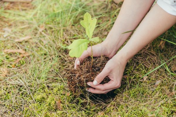 Oak Tree Planting in Dacula