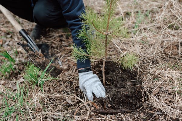 Pine Tree Planting in Dacula