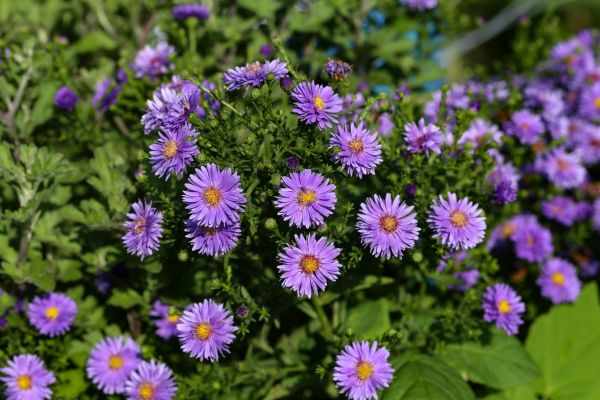 Perennial Flower Planting in Dacula