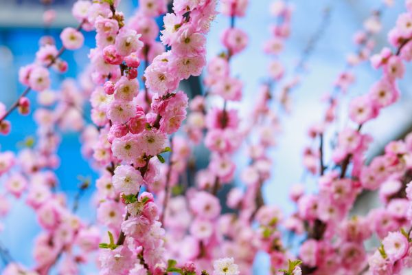 Japanese Cherry Tree Planting in Dacula