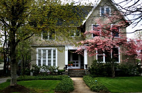 Ornamental Tree Planting in Dacula