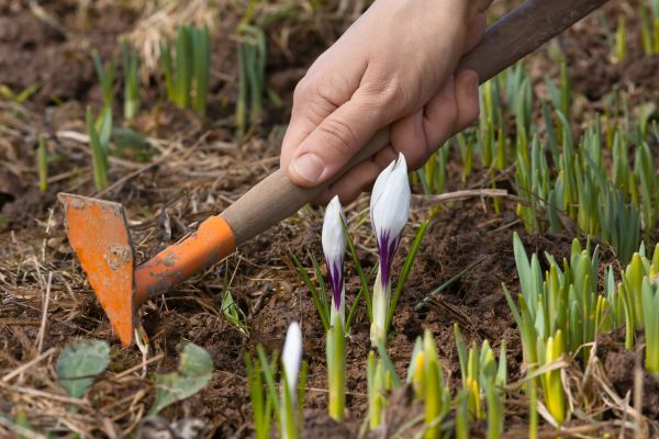 Flower Garden Weeding in Dacula