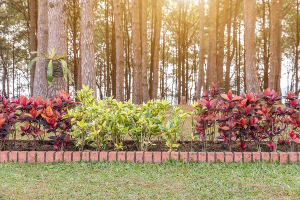 Small Garden Landscaping in Dacula