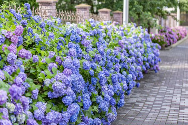 Hydrangea Landscaping in Dacula