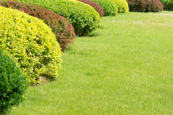 Shrubbery Planting in Dacula