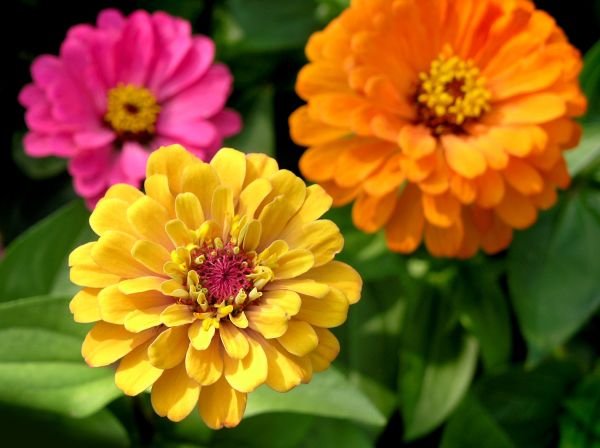 Zinnia Planting in Dacula