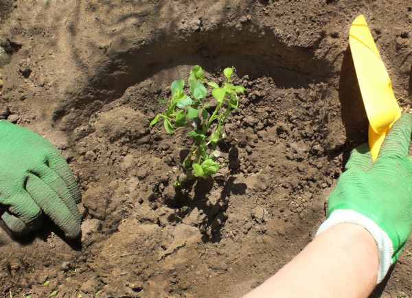 Rose Bush Planting in Dacula
