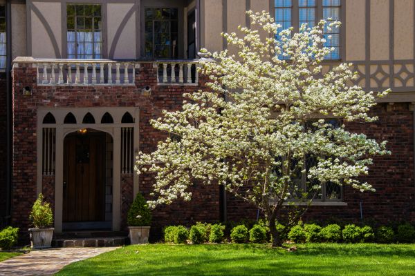 Dogwood Tree Planting in Dacula